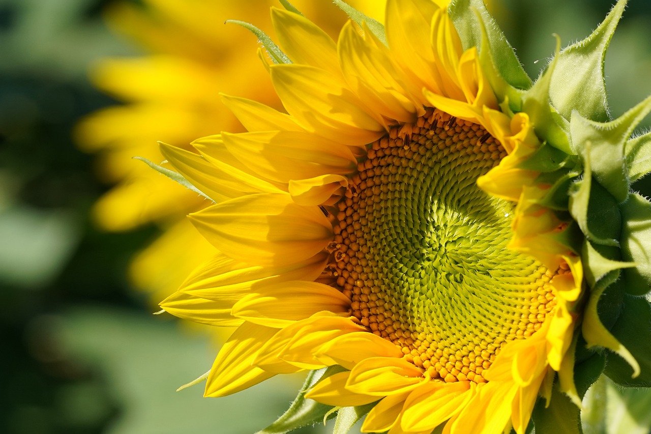 sunflower, yellow flower, flower-8185954.jpg